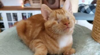 cat eye complications