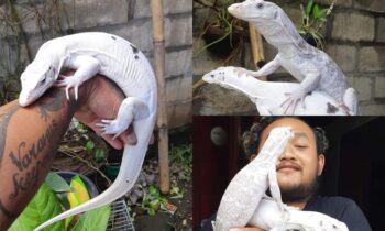 water monitor lizards