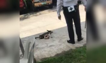 security guard beats dog