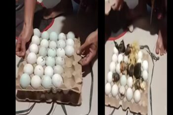 Newly-Born Ducklings