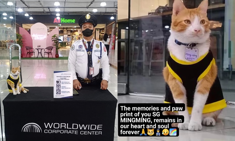 Mingming MINGMING - Security Cat at WCC Passes Away