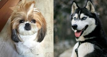 Shih Tzu and Husky