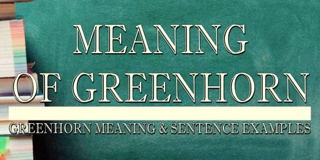 Greenhorn Meaning & Sentence Examples