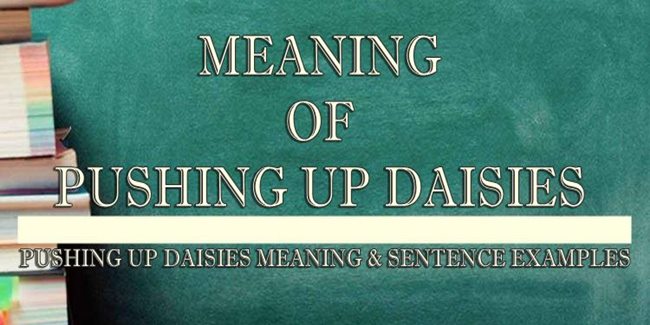 Pushing Up Daisies Meaning And Sentence