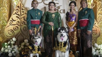 dog wedding