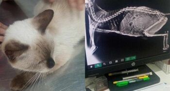 cat surgery