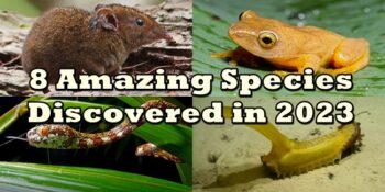 SPECIES DISCOVERED IN 2023 1
