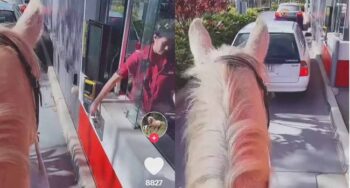 drive-thru horse