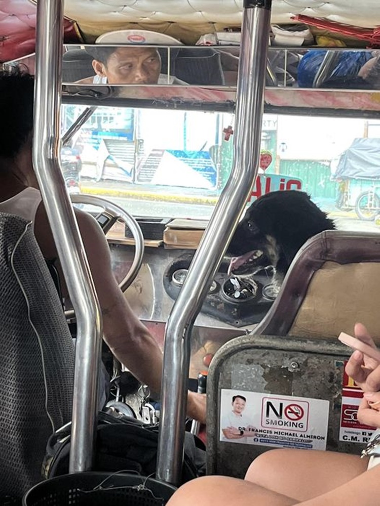 Heartwarming Photo of Jeepney Driver & Furry Friend Touched Hearts of ...