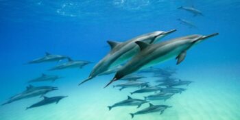 Dolphins