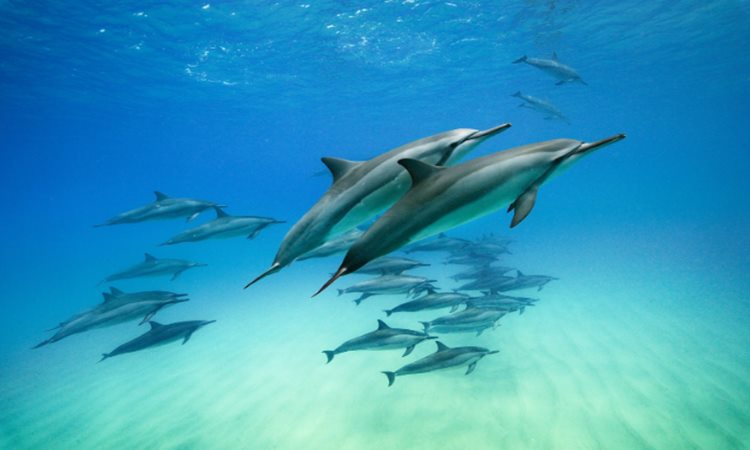 DOLPHINS: 6 Fascinating Facts About These Highly Intelligent Creatures ...