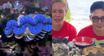 giant clams