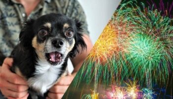 Tips On How To Calm Your Dog during New Year
