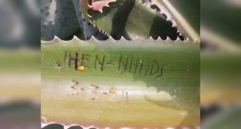 Nurseries and Gardening Store