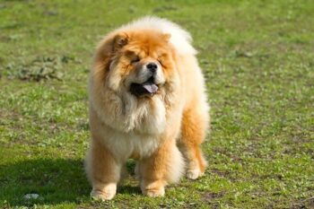 Chow Chow Personality Traits