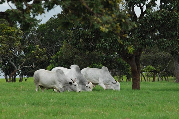 Guinness Most Expensive Cow Sold For 246 Million Pesos 