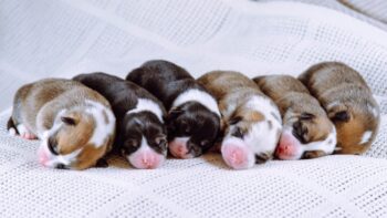 How To Take Care of Newborn Puppies