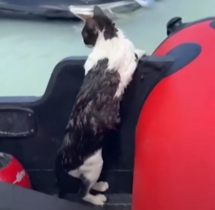 Cat Clings To Car Door To Survive Flooding In Dubai 