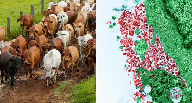 Several Cattle in Marinduque Contracted Rabies | Newspapers