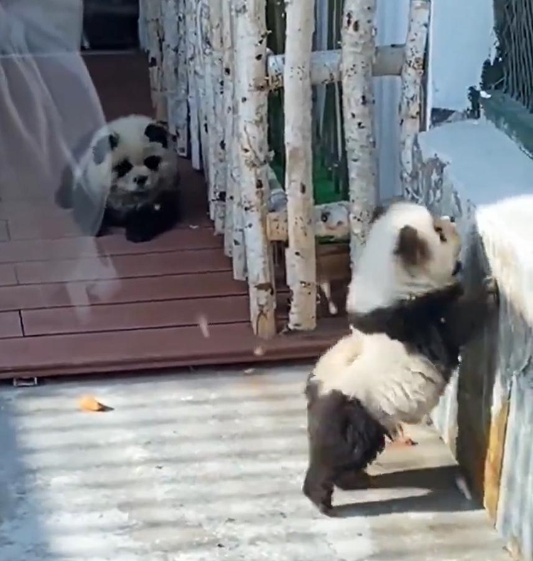 Dogs Painted Black and White to Look Like Pandas at a Zoo in China ...