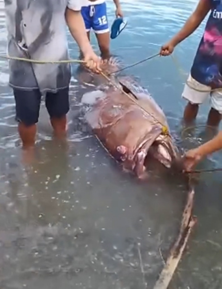 Giant Lapu-Lapu Caught in Romblon | Newspapers