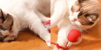 Interactive Cat Toy