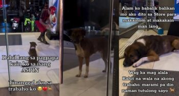 stray dog