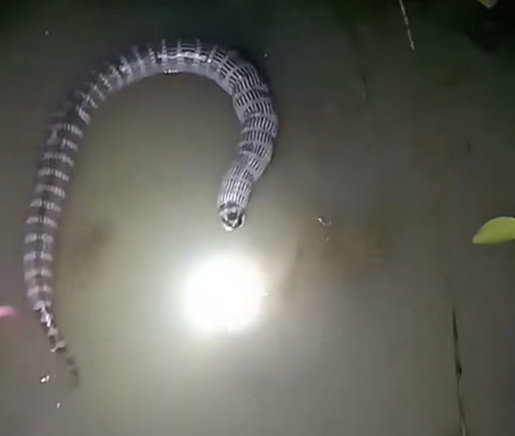 Snake 10 Times More Venomous Than Cobra Spotted During Flooding in ...