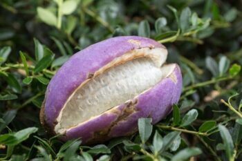 Purple Akebi Fruit