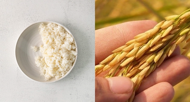 Half-Rice Serving Pushed Again to Reduce Food Waste | Newspapers