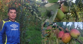apples