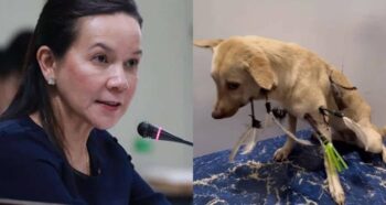 Grace Poe, Dog Indian Arrows