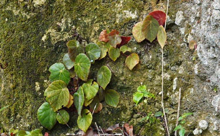 begonia dorisiae