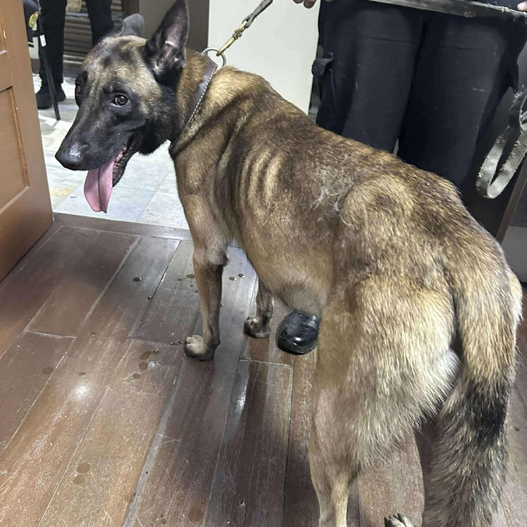 PNP K9 Dog Kobe to Undergo Rehabilitation | Newspapers