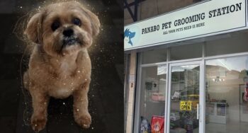 pet groomer