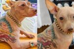 tattooed dog