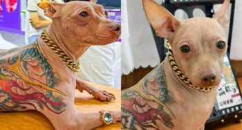 tattooed dog