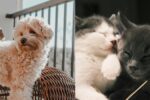 fur babies