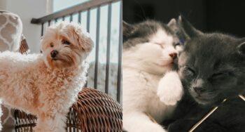fur babies