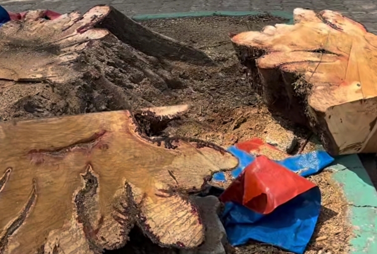 old trees