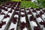 Rows of lettuce growing in a hydroponics greenhouse
