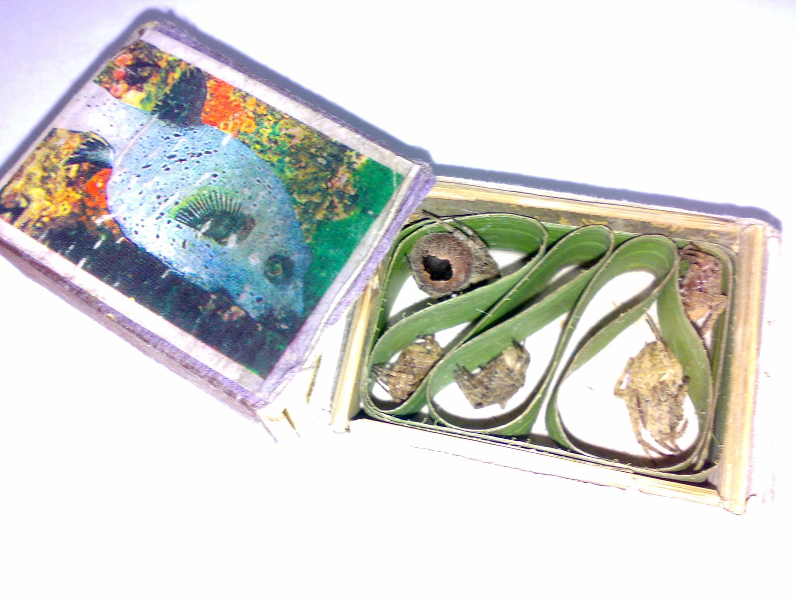 Matchbox with palm-leaf compartments used to keep fighting spiders in the Philippines