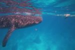 A whale shark swimming near the surface in the clear blue waters of Oslob, Cebu