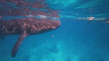 A whale shark swimming near the surface in the clear blue waters of Oslob, Cebu